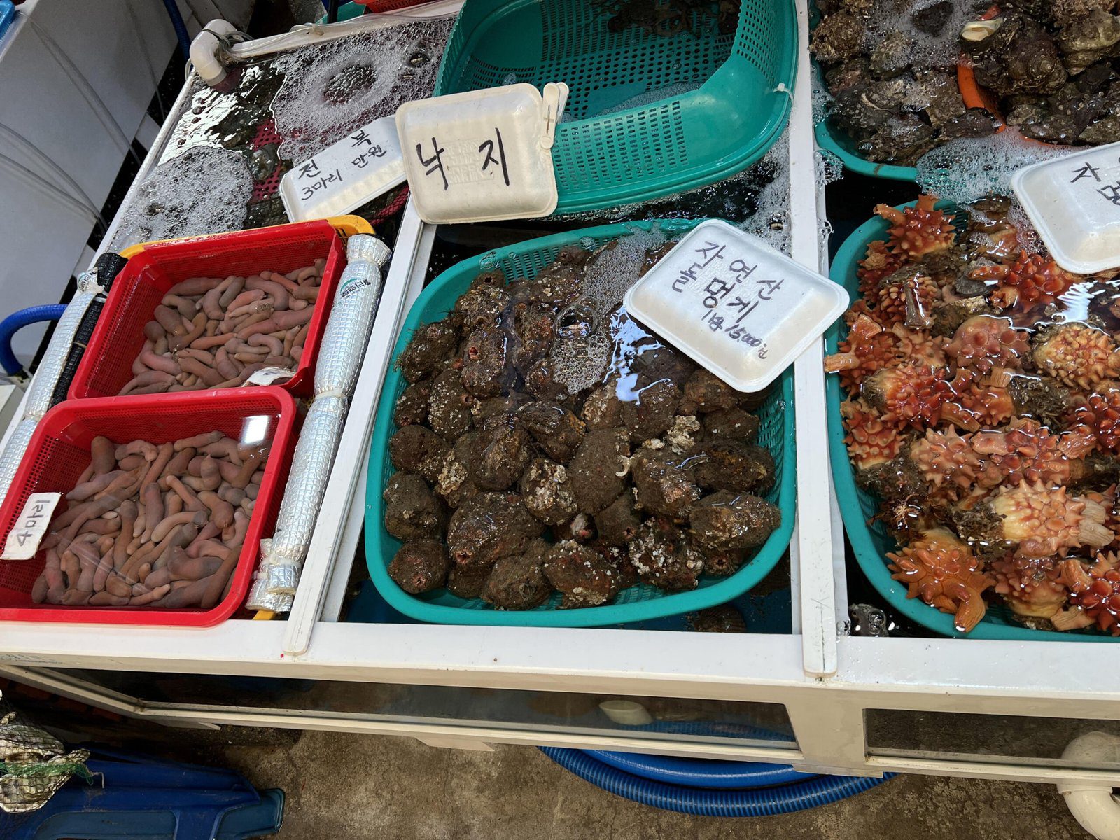 통영 먹거리 추천 서호시장 시락국, 고등어회, 충무김밥, 꿀빵 - 12