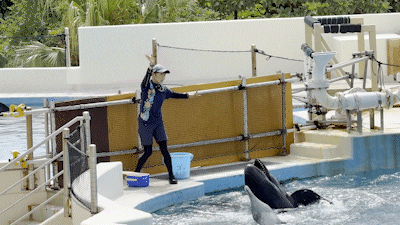 오키나와 오키짱쇼 츄라우미수족관 돌고래쇼 - 3