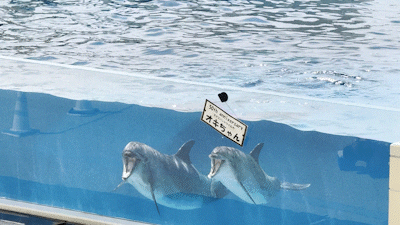 오키나와 오키짱쇼 츄라우미수족관 돌고래쇼 - 6