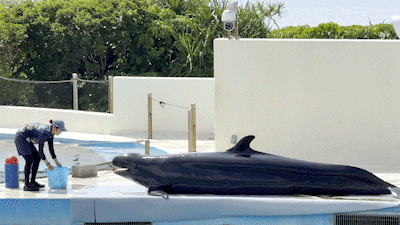 오키나와 오키짱쇼 츄라우미수족관 돌고래쇼 - 5