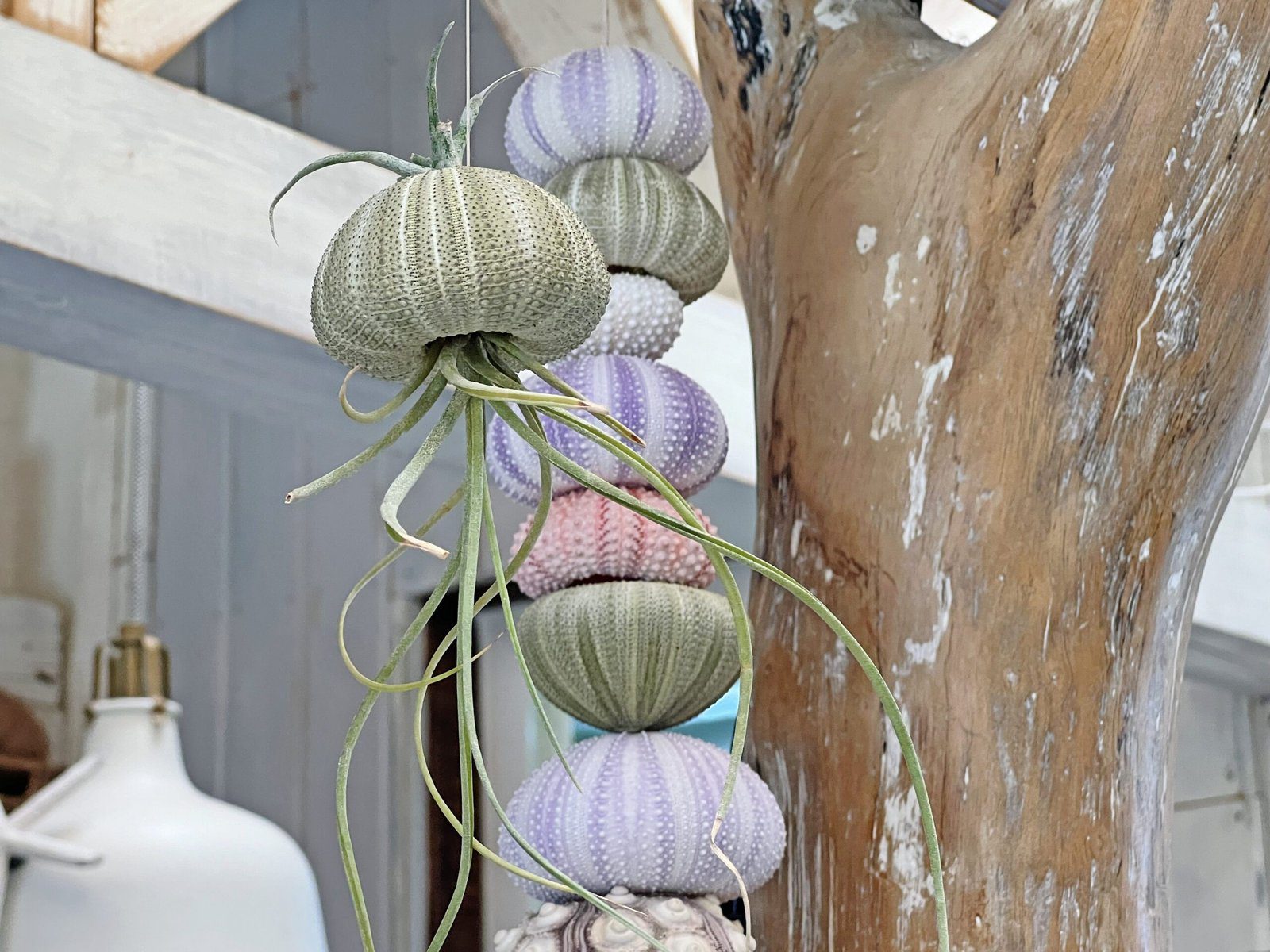 하코니와 쿠리마 & 나미마