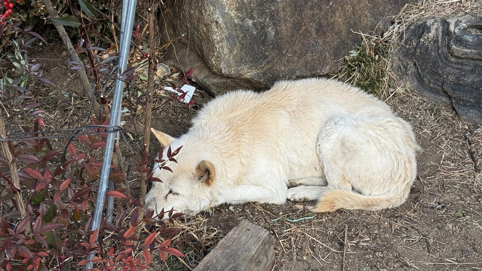 지례예술촌의 숨겨진 매력 400년 고택에서의 하룻밤 - 27