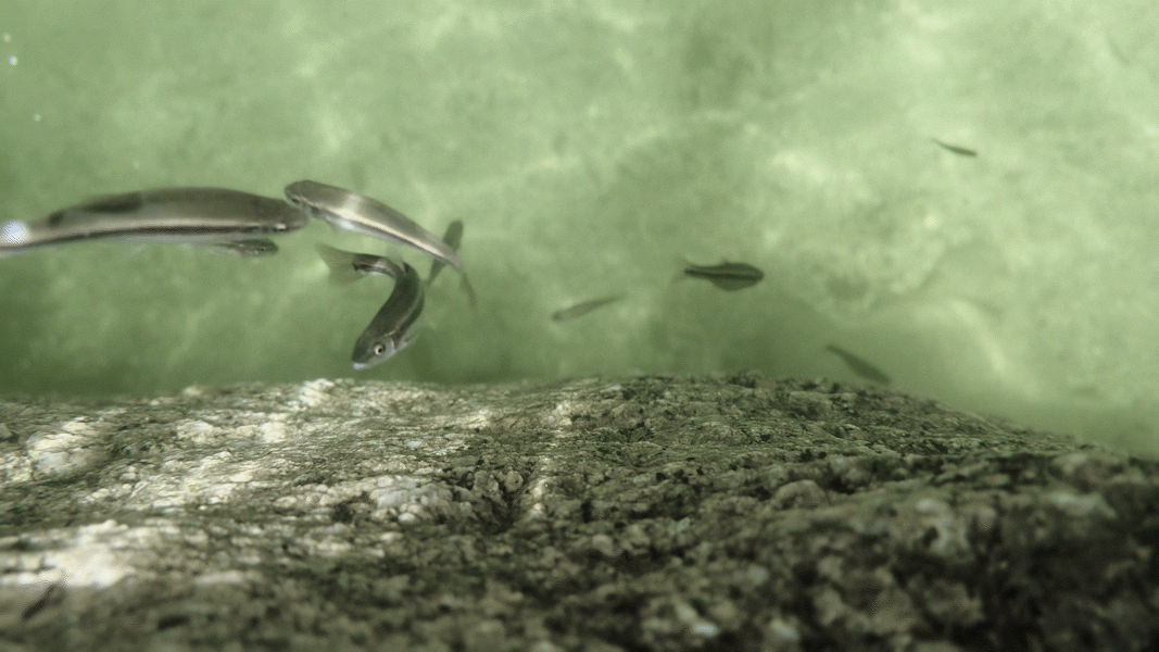 미시령계곡 선녀탕 물속