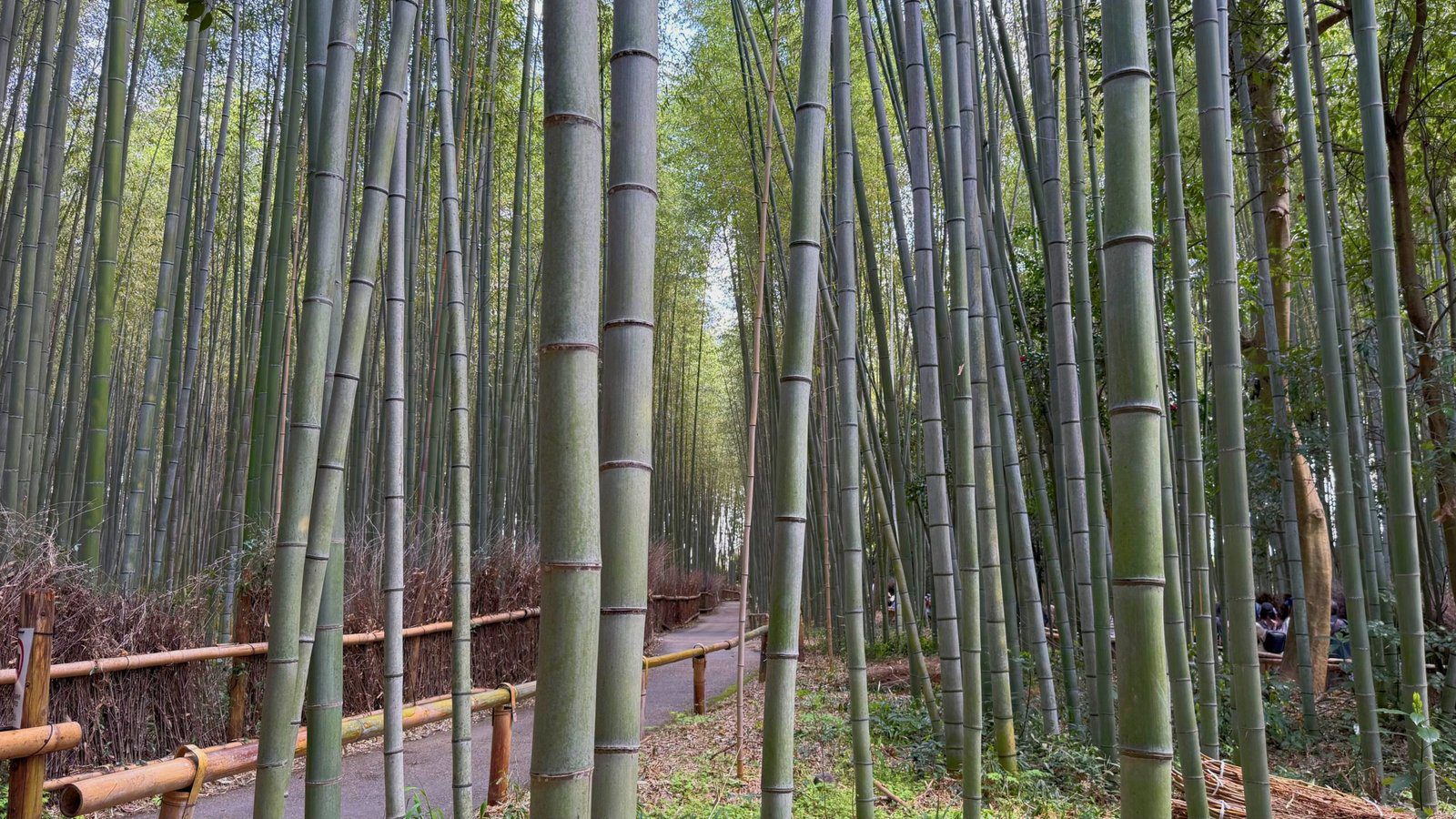 교토 아라시야마 치쿠린
