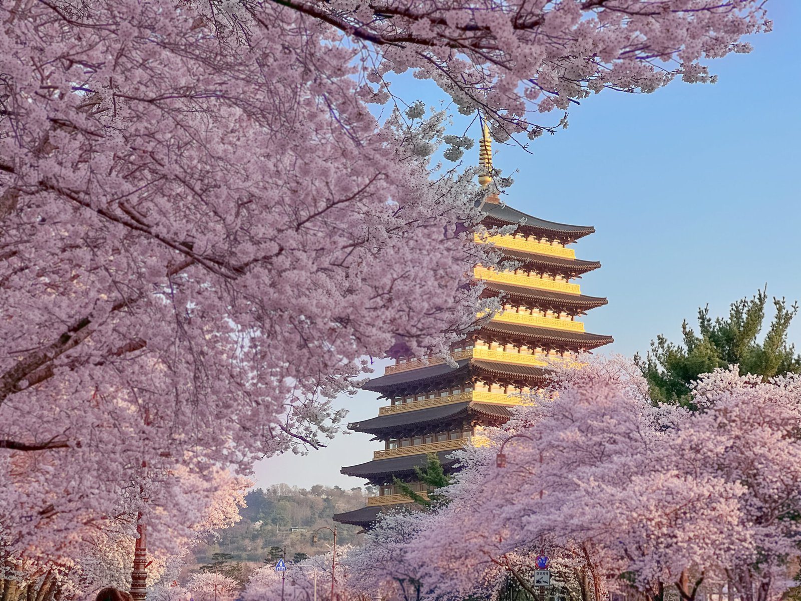 경주 벚꽃 명소 황룡원