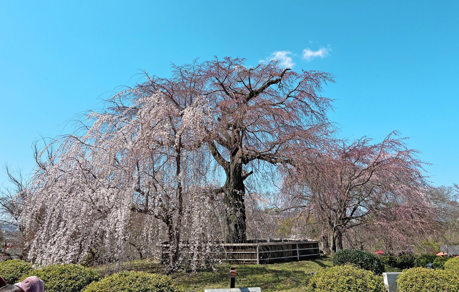 텐류지 4월 교토 벚꽃명소┃아라시야마 정원 입장료와 가는 법 완벽 가이드 관련글 썸네일