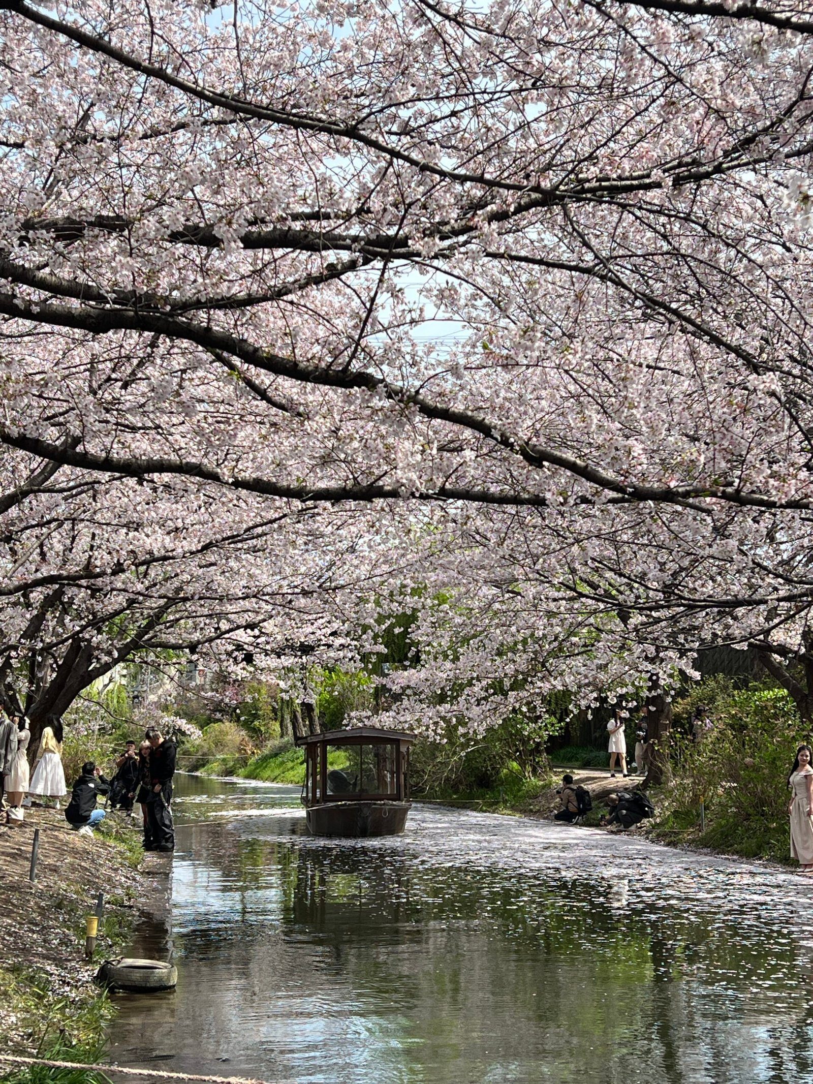 후시미 짓코쿠부네 교토 벚꽃 여행 코스 추천┃예약 방법, 운항 시간, 사진 스팟 정리 - 1