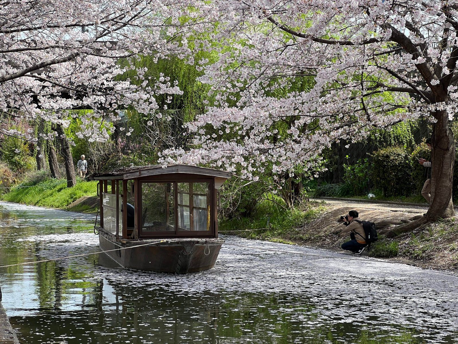 후시미 짓코쿠부네 교토 벚꽃 여행 코스 추천┃예약 방법, 운항 시간, 사진 스팟 정리 - 2