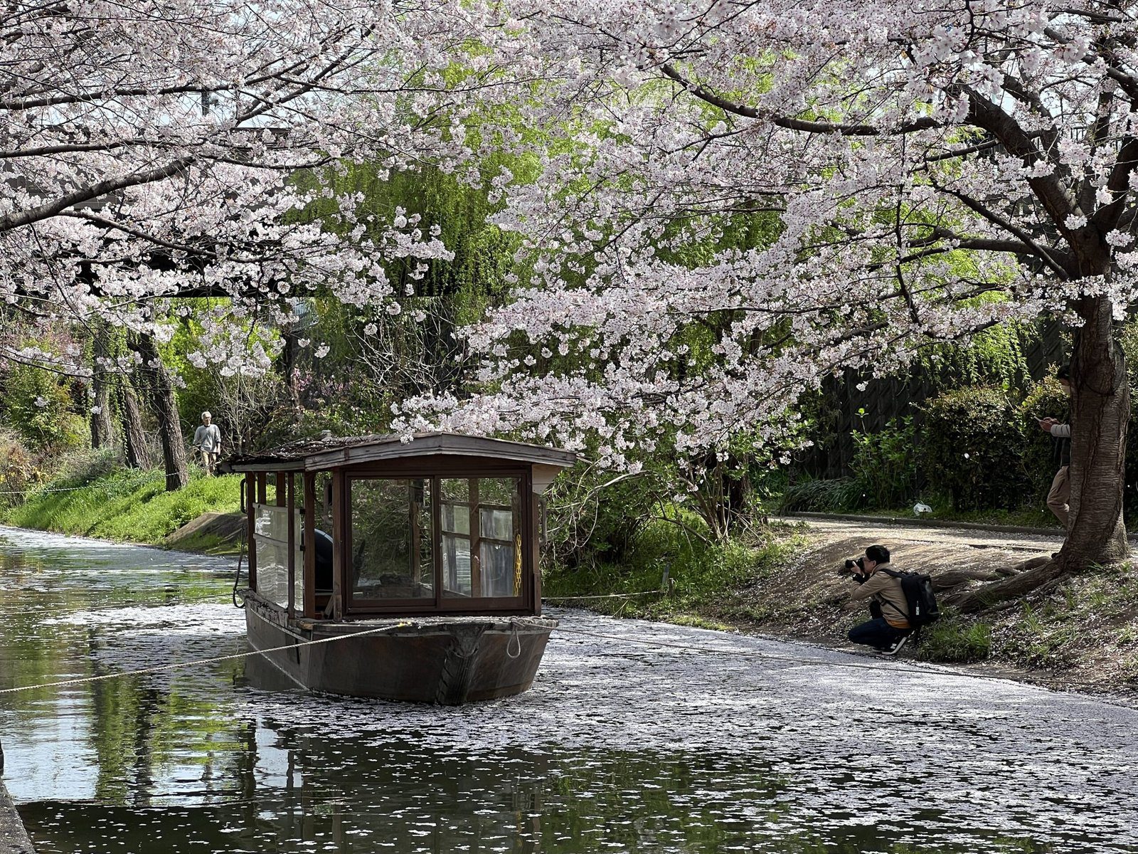 후시미 짓코쿠부네 교토 벚꽃 여행 코스 추천┃예약 방법, 운항 시간, 사진 스팟 정리 후시미 짓코쿠부네 교토 벚꽃 여행