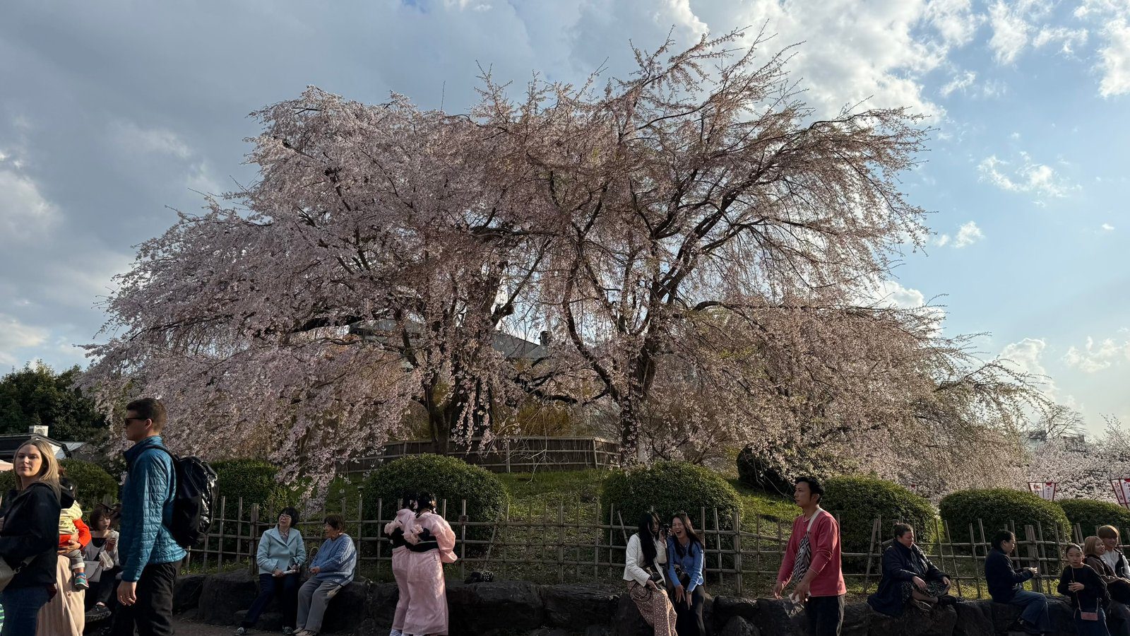 마루야마 공원 수양벚꽃