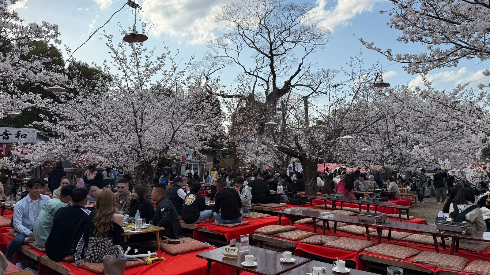 마루야마 공원 교토 벚꽃 명소