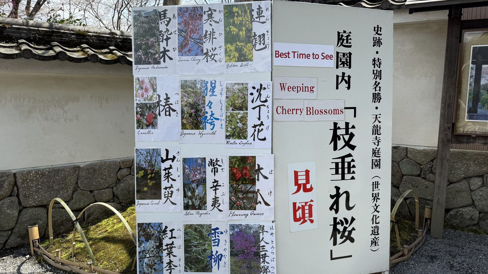 텐류지 4월 교토 벚꽃명소┃아라시야마 정원 입장료와 가는 법 완벽 가이드 - 3