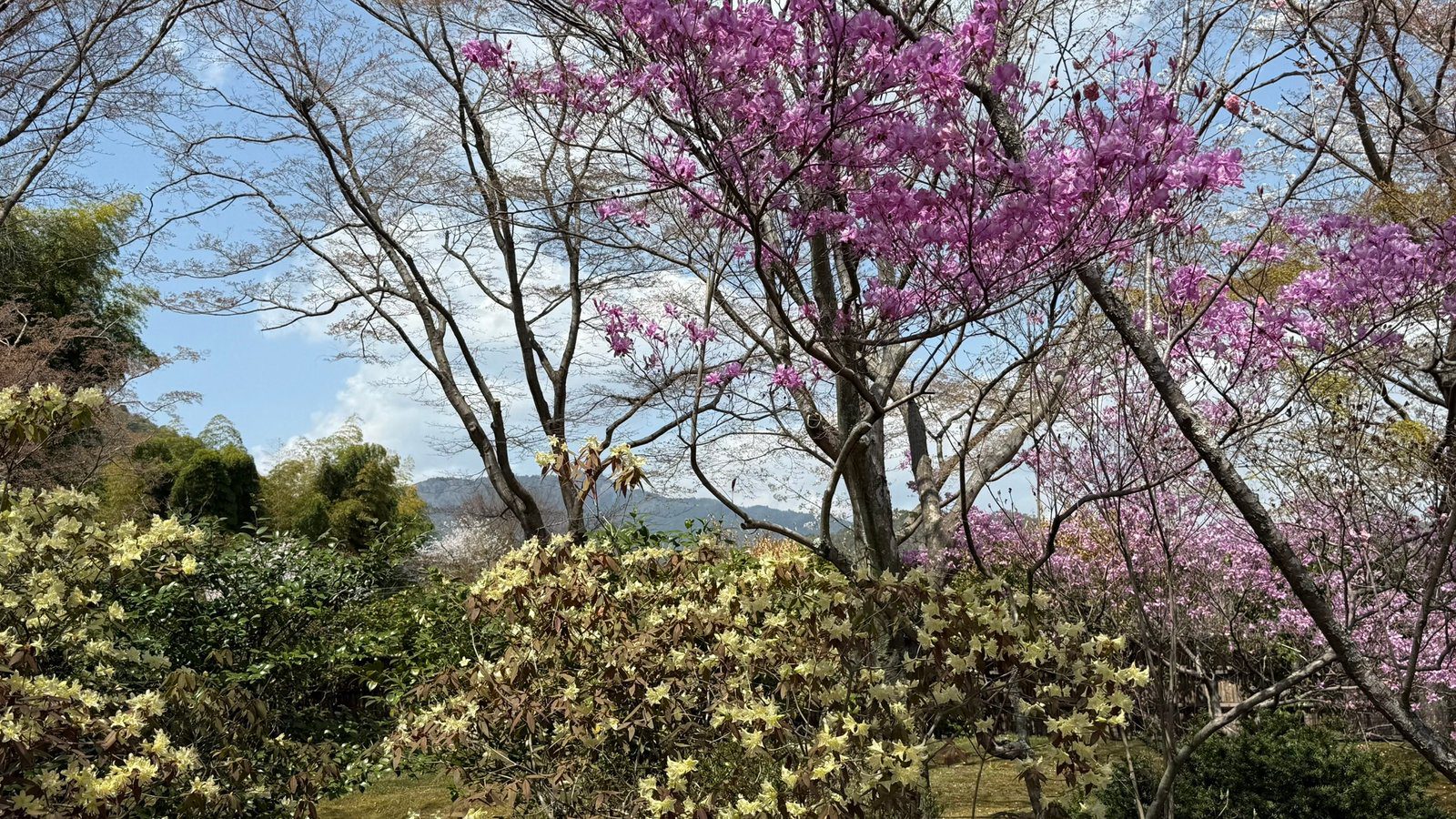 텐류지 4월 교토 벚꽃명소┃아라시야마 정원 입장료와 가는 법 완벽 가이드 - 10