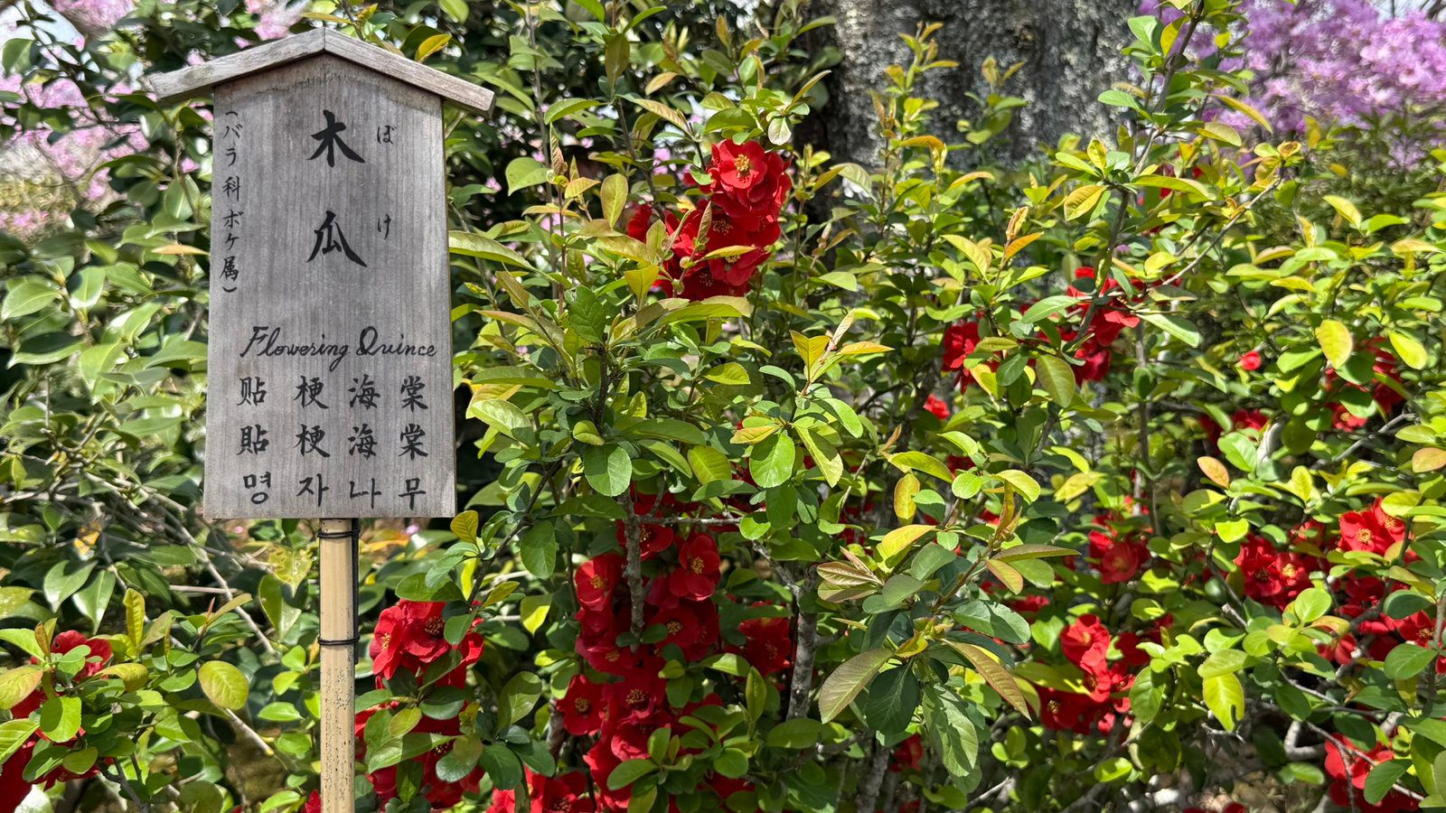 텐류지 4월 교토 벚꽃명소┃아라시야마 정원 입장료와 가는 법 완벽 가이드 - 12