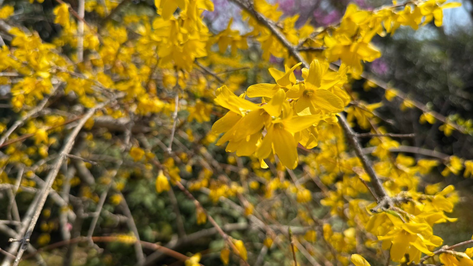 텐류지 4월 교토 벚꽃명소┃아라시야마 정원 입장료와 가는 법 완벽 가이드 - 16