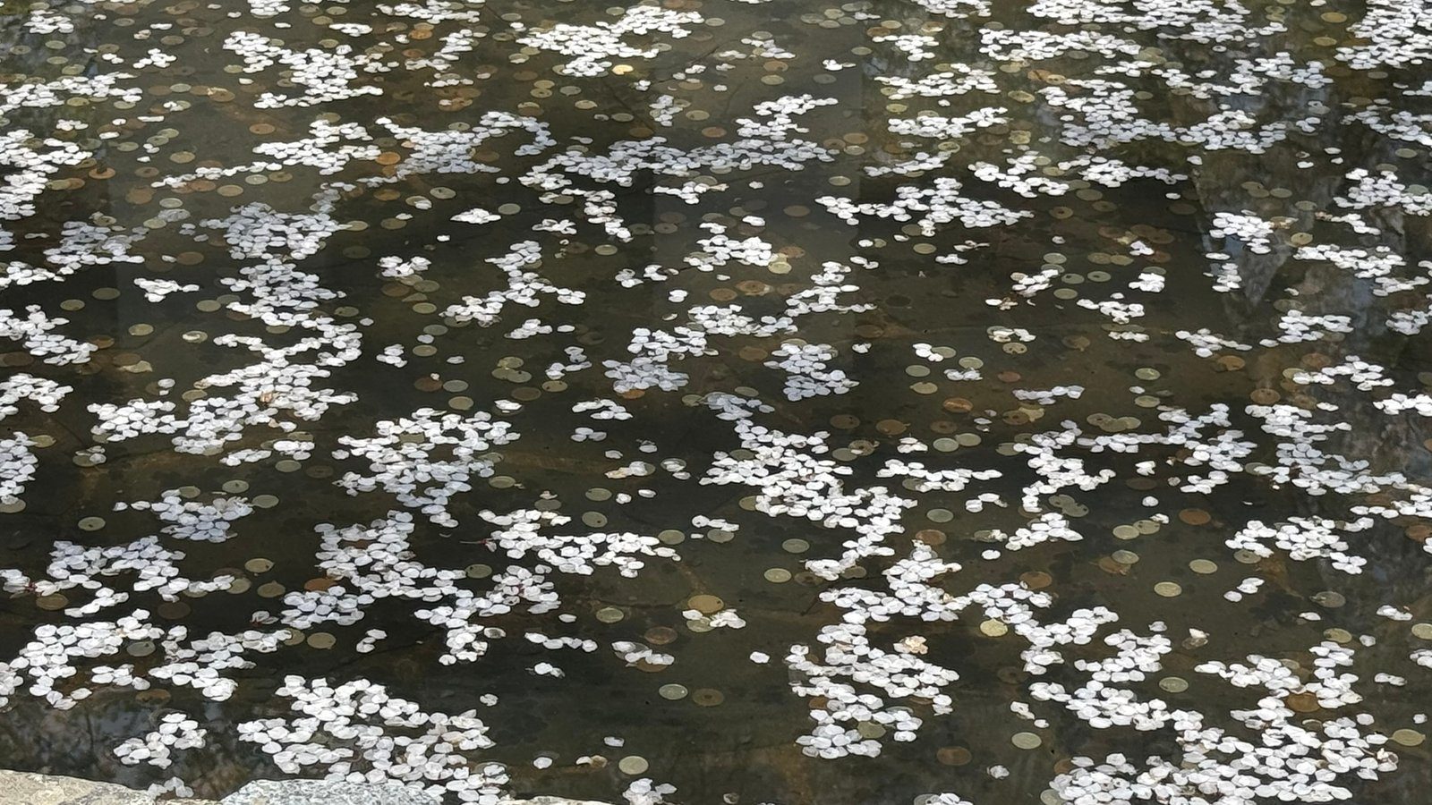 텐류지 4월 교토 벚꽃명소┃아라시야마 정원 입장료와 가는 법 완벽 가이드 - 20