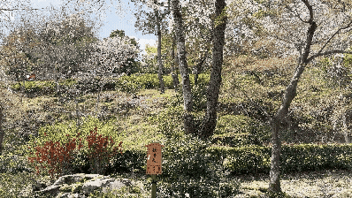 텐류지 4월 교토 벚꽃명소┃아라시야마 정원 입장료와 가는 법 완벽 가이드 - 36