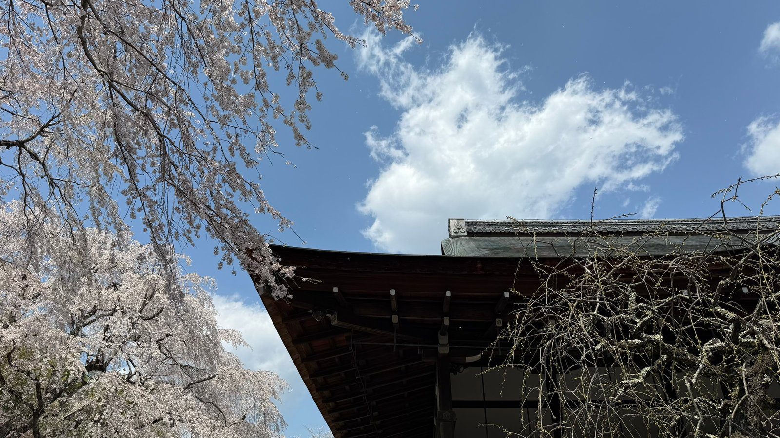 텐류지 4월 교토 벚꽃명소┃아라시야마 정원 입장료와 가는 법 완벽 가이드 - 21