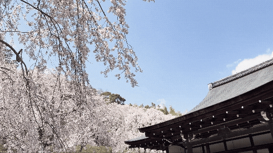 텐류지 4월 교토 벚꽃명소┃아라시야마 정원 입장료와 가는 법 완벽 가이드 - 33