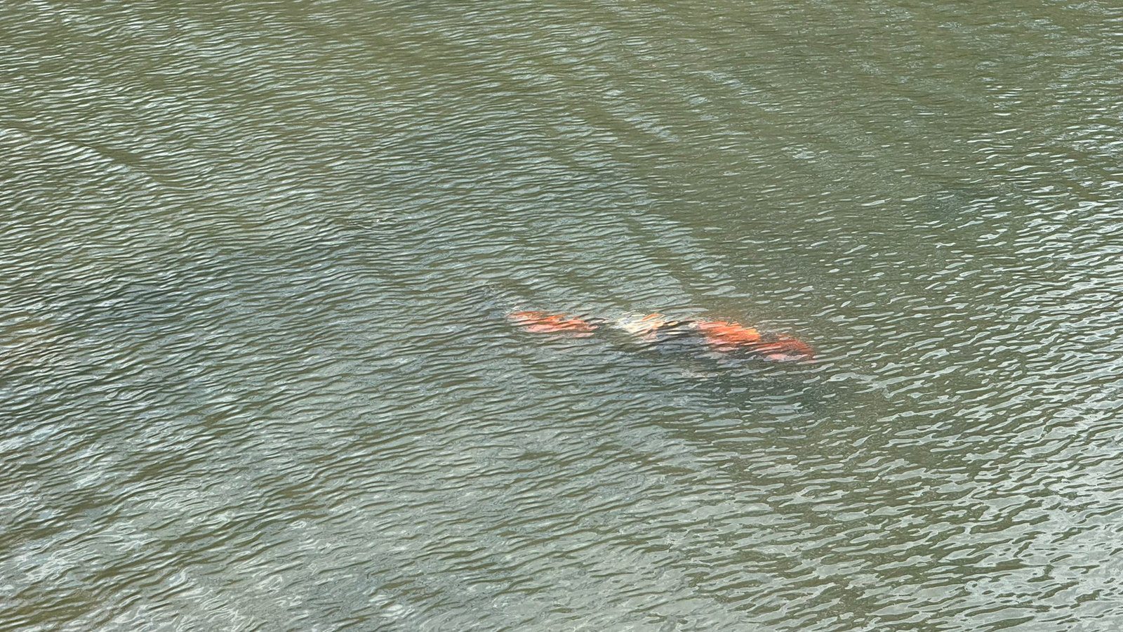 텐류지 4월 교토 벚꽃명소┃아라시야마 정원 입장료와 가는 법 완벽 가이드 - 28