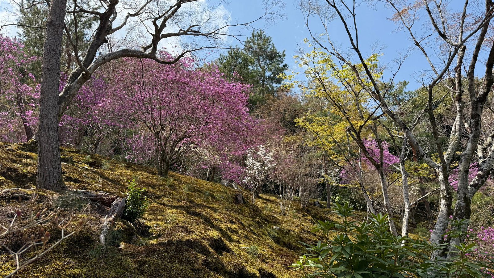 텐류지 4월 교토 벚꽃명소┃아라시야마 정원 입장료와 가는 법 완벽 가이드 - 29
