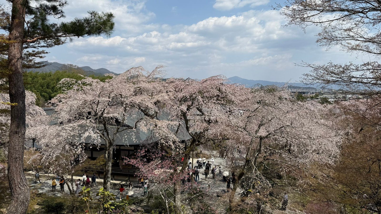 텐류지 4월 교토 벚꽃명소┃아라시야마 정원 입장료와 가는 법 완벽 가이드 - 3