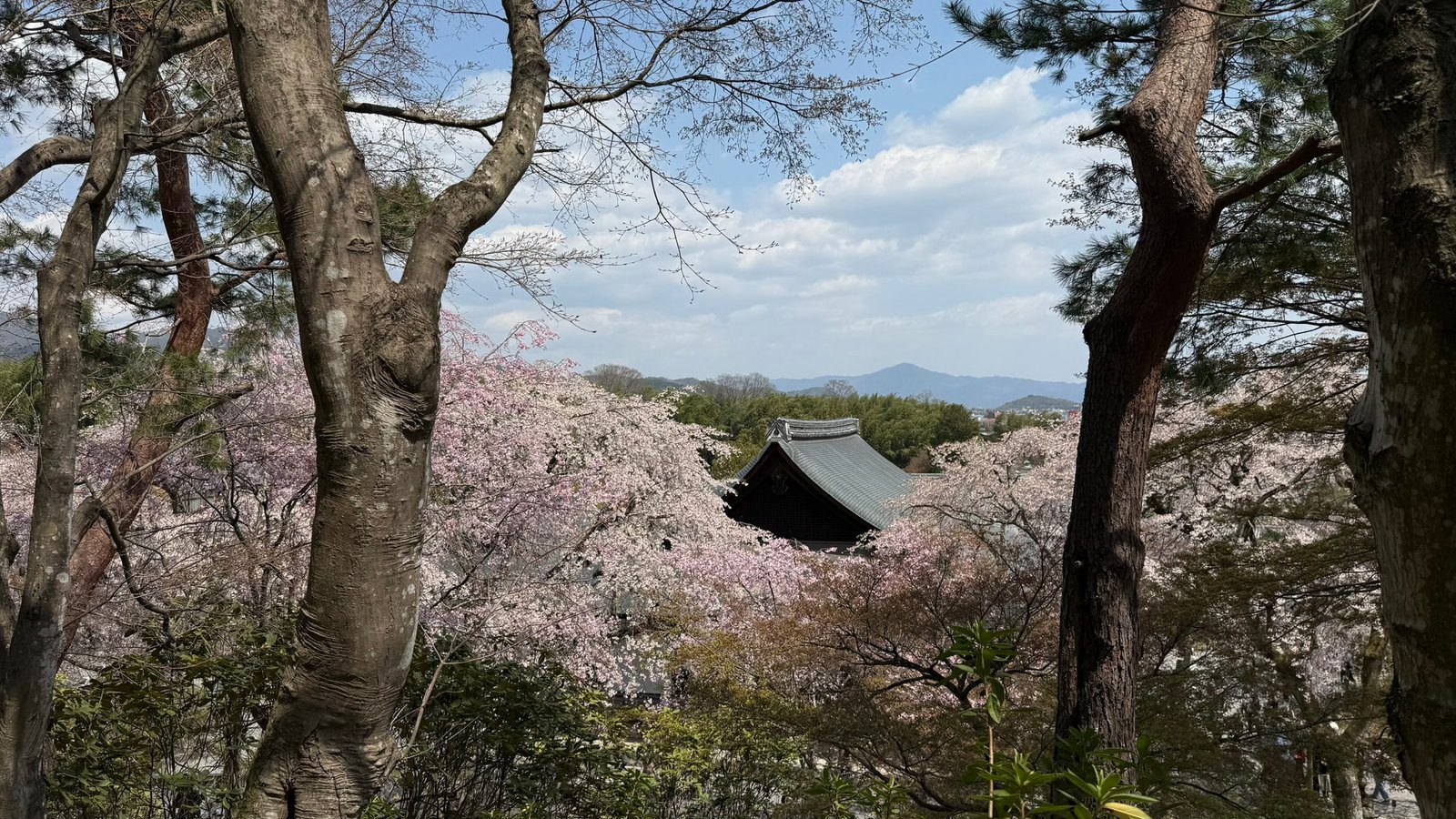 텐류지 4월 교토 벚꽃명소┃아라시야마 정원 입장료와 가는 법 완벽 가이드 - 31
