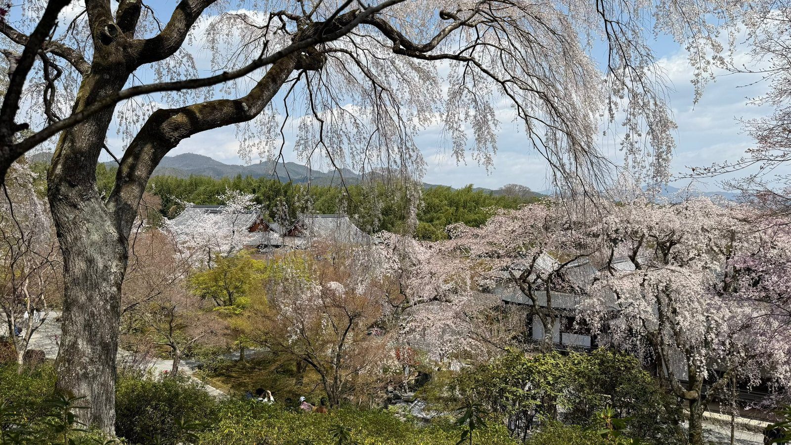 후시미 짓코쿠부네 교토 벚꽃 여행 코스 추천┃예약 방법, 운항 시간, 사진 스팟 정리 관련글 썸네일