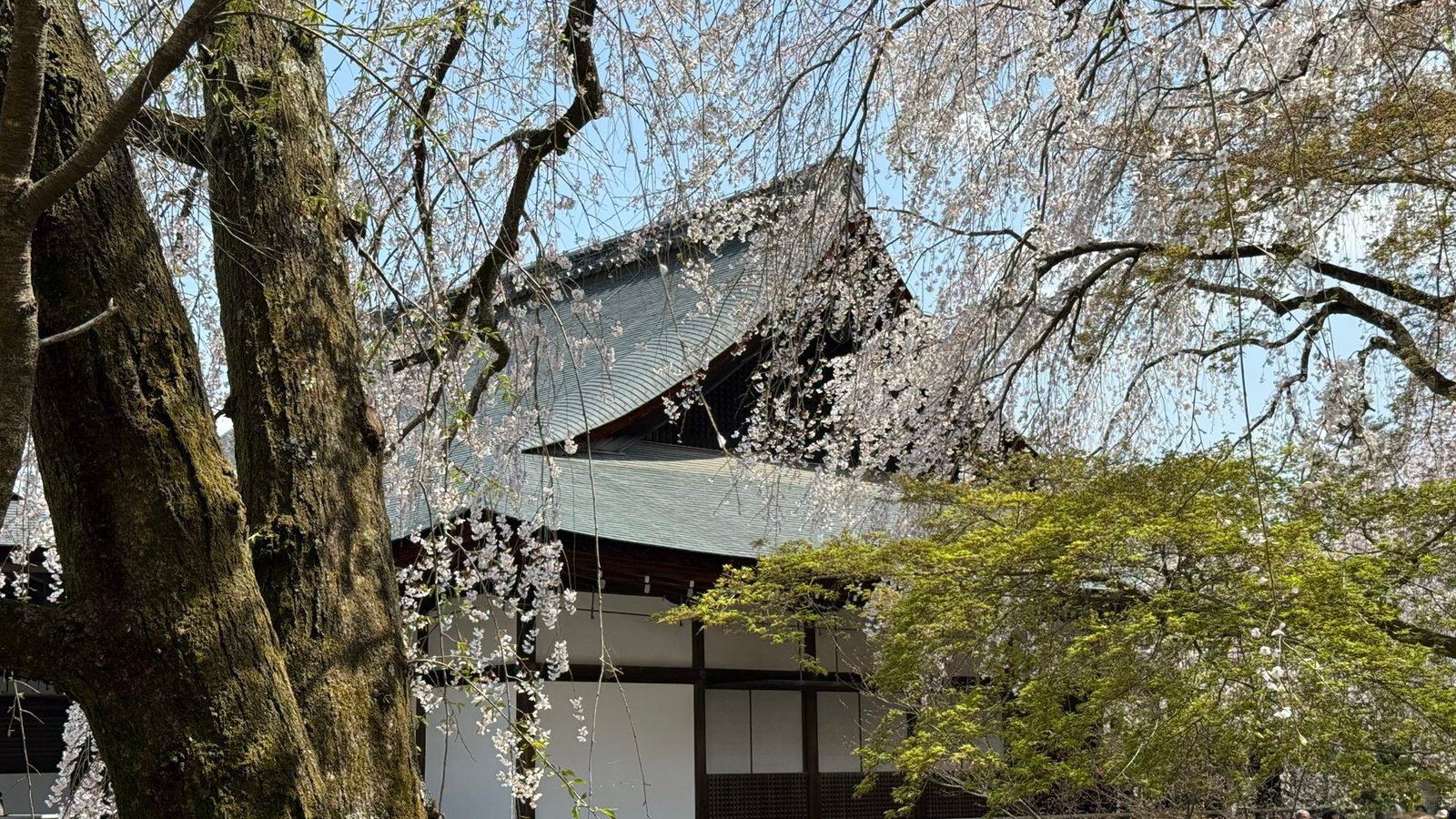 텐류지 4월 교토 벚꽃명소┃아라시야마 정원 입장료와 가는 법 완벽 가이드 - 35