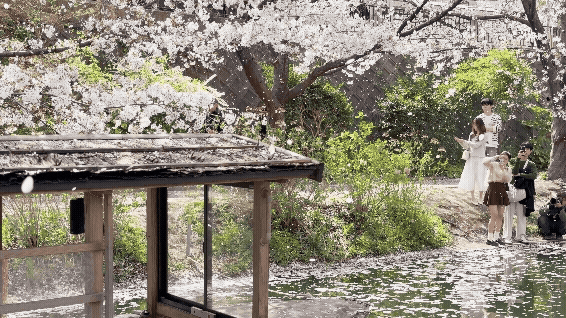 후시미 짓코쿠부네 교토 벚꽃 여행 코스 추천┃예약 방법, 운항 시간, 사진 스팟 정리 후시미 짓코쿠부네 교토 벚꽃 여행