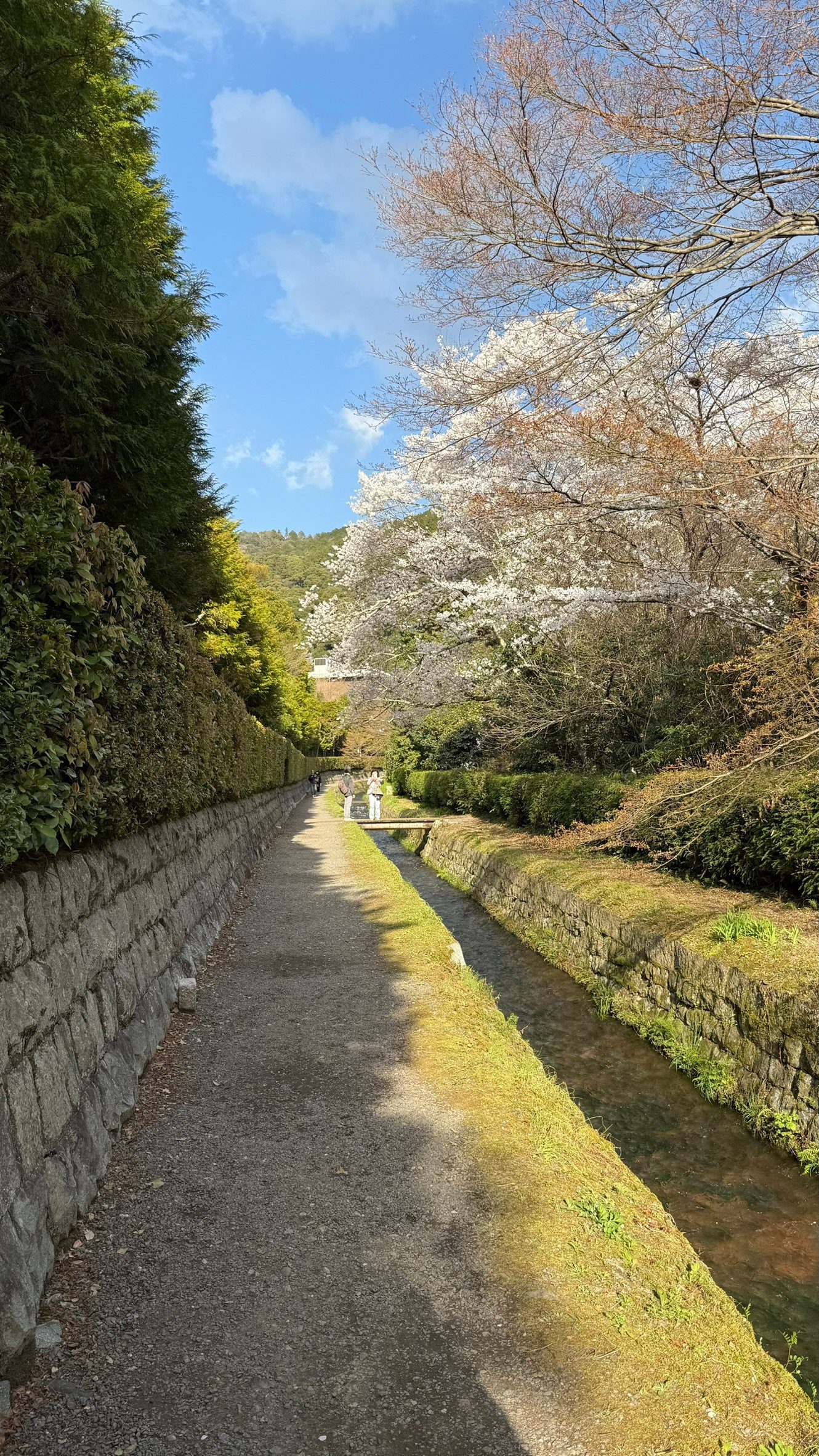 교토 벚꽃 명소 오기댐 배수로