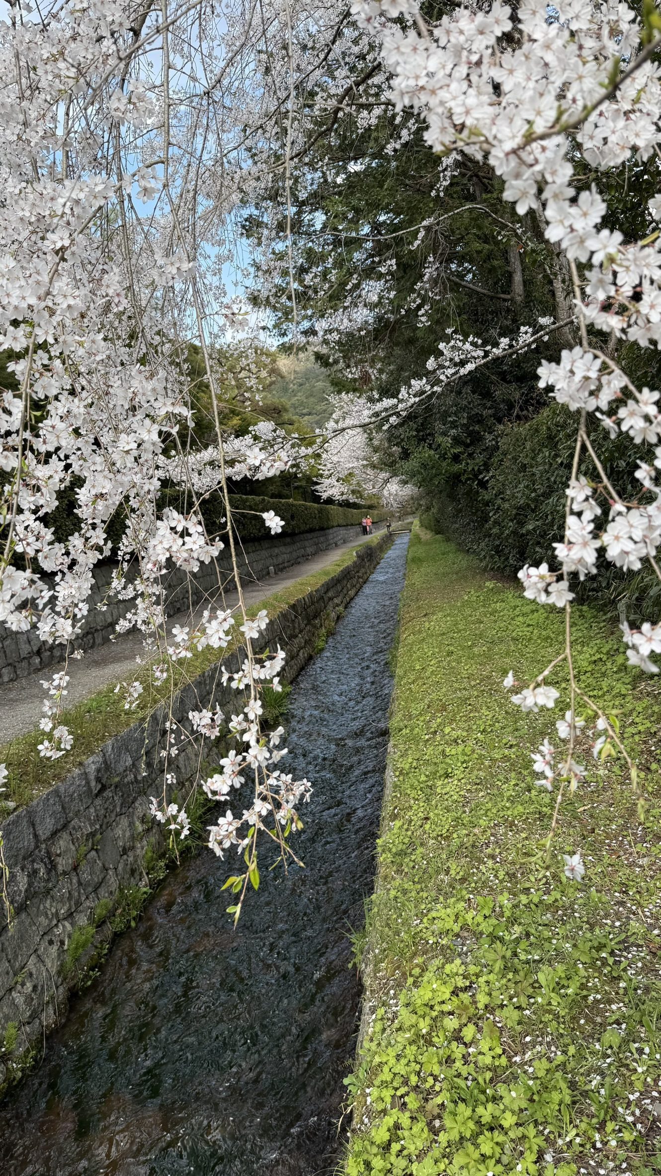 교토 벚꽃 명소 오기댐 배수로